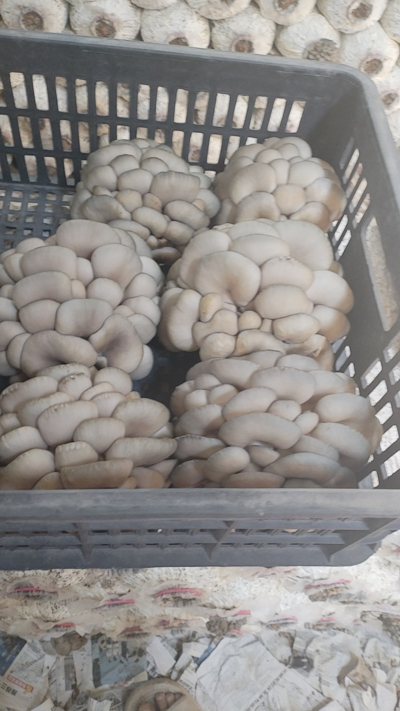 精品头茬小叶