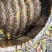 原始森林野生蜂蜜深山养殖药蜜