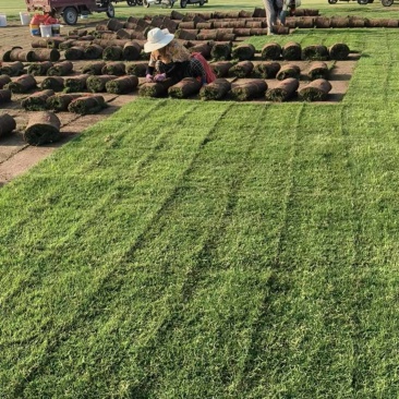 百慕大草坪，精品，现起现装车，保质保量