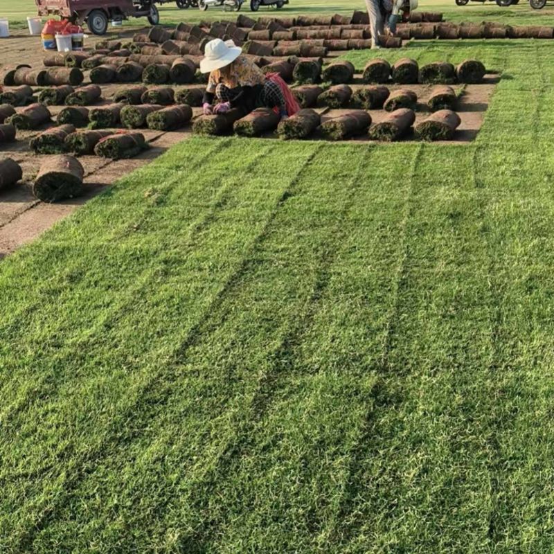 百慕大草坪，精品，现起现装车，保质保量