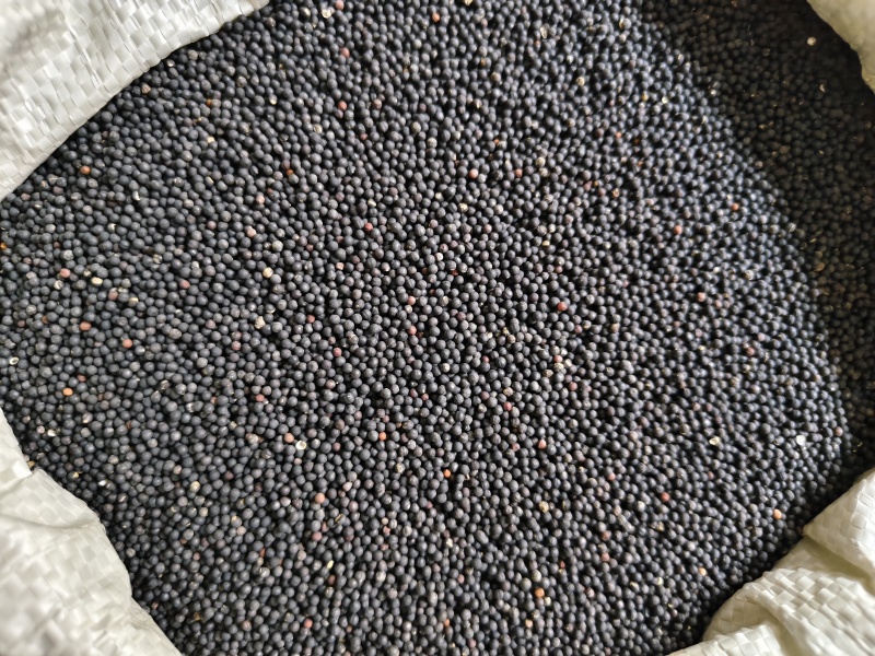王不留行精选王不留子颗粒饱满