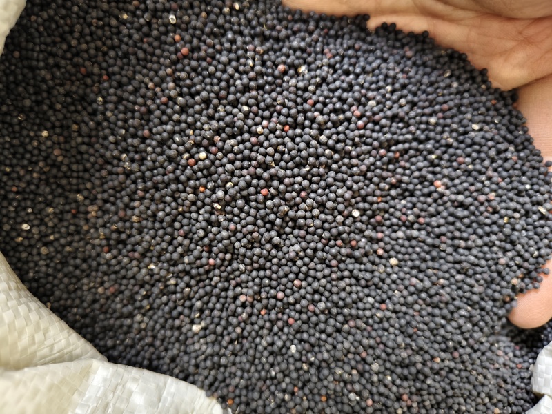 王不留行精选王不留子颗粒饱满