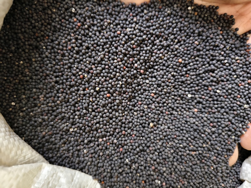 王不留行精选王不留子颗粒饱满