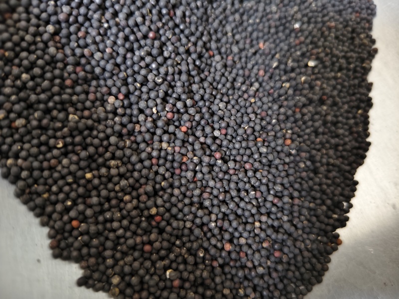 王不留行精选王不留子颗粒饱满