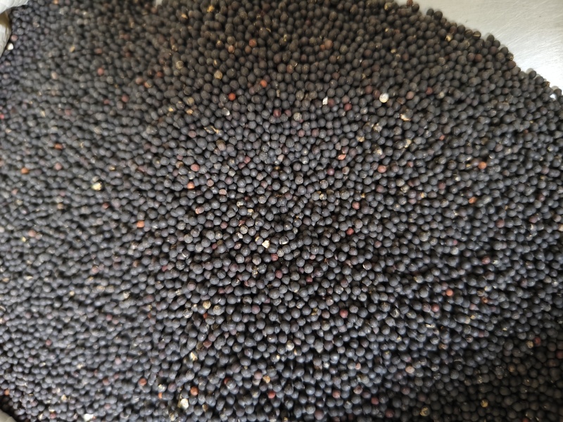 王不留行精选王不留子颗粒饱满