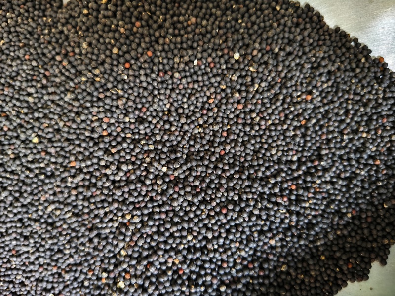 王不留行精选王不留子颗粒饱满