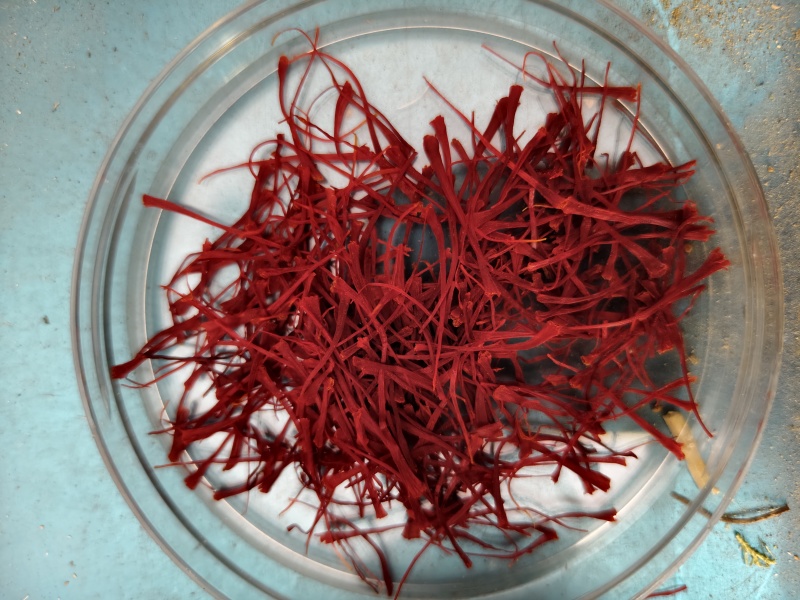 伊朗高原正宗西红花优选特红丝西红花精细挑选装番红花