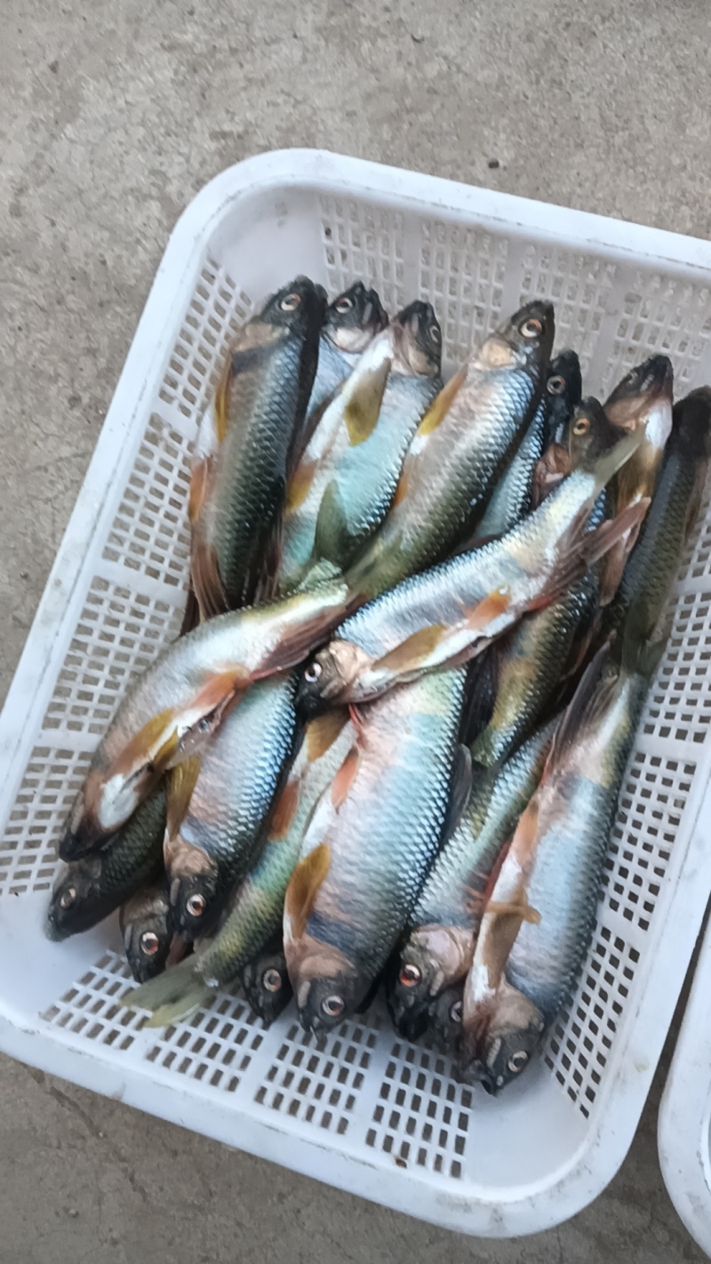 桃花鱼川丁鱼