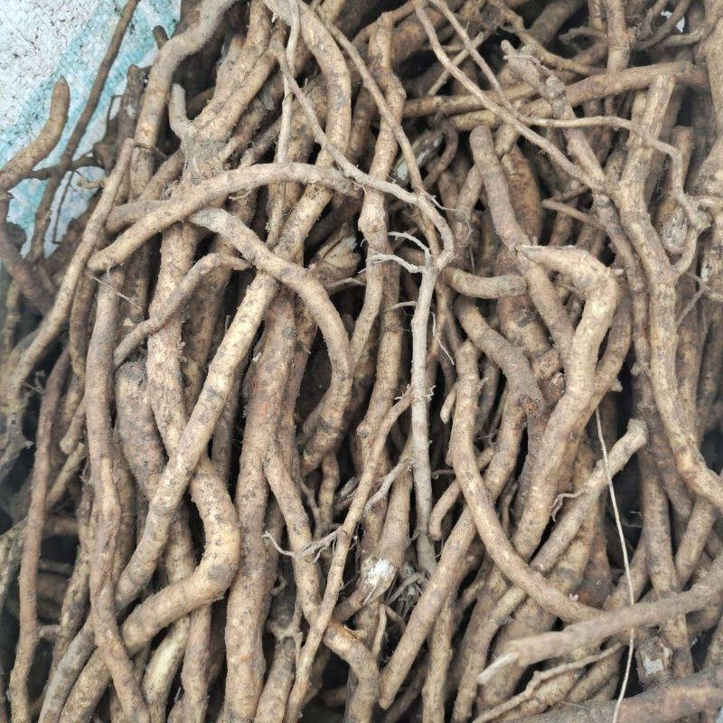 大通草根茎