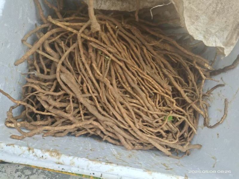 大通草根茎
