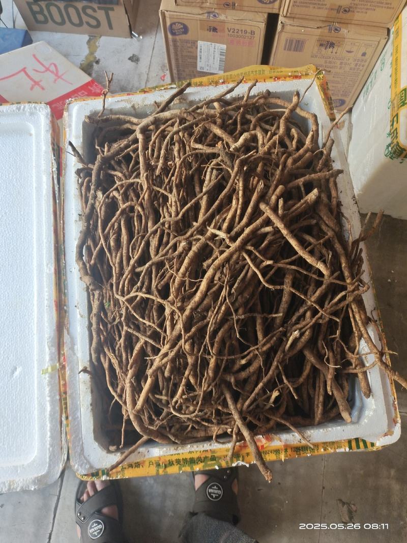 大通草根茎
