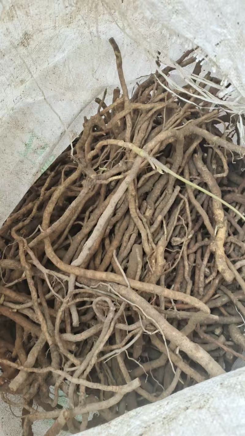 大通草根茎