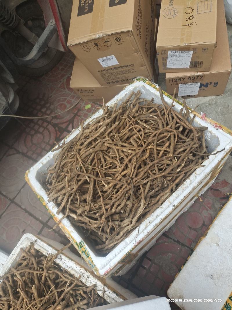 大通草根茎