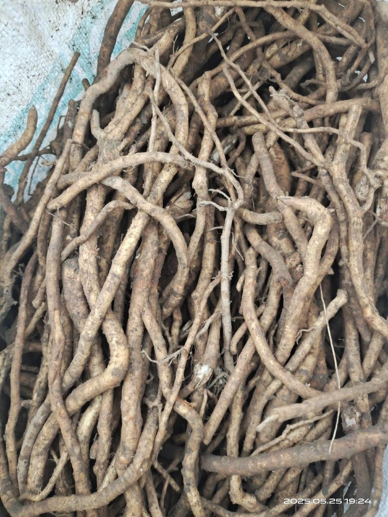 大通草根茎