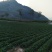 精品毛白菜大量有货量大从优价格运费可协商欢迎来电