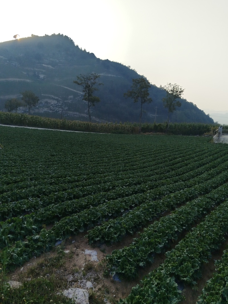 精品毛白菜大量有货量大从优价格运费可协商欢迎来电