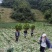 精品毛白菜大量有货量大从优价格运费可协商欢迎来电