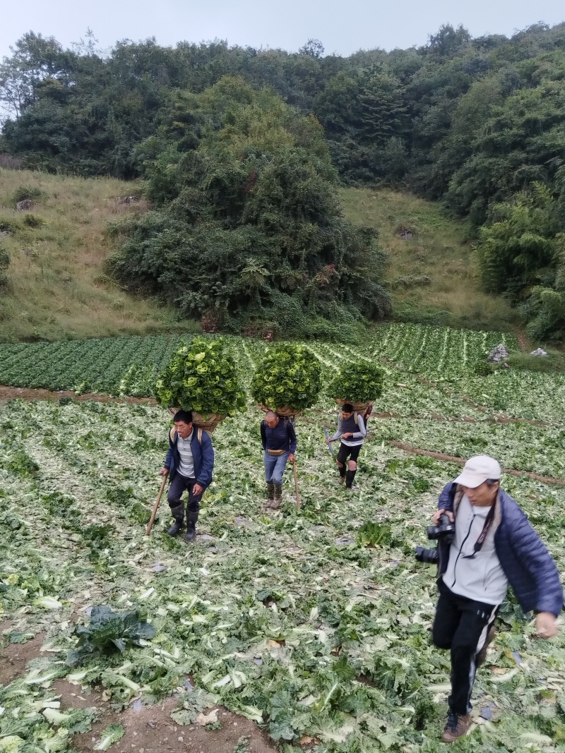 精品毛白菜大量有货量大从优价格运费可协商欢迎来电
