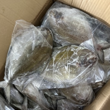 黑鲳青背黑鲳300/500。200/300