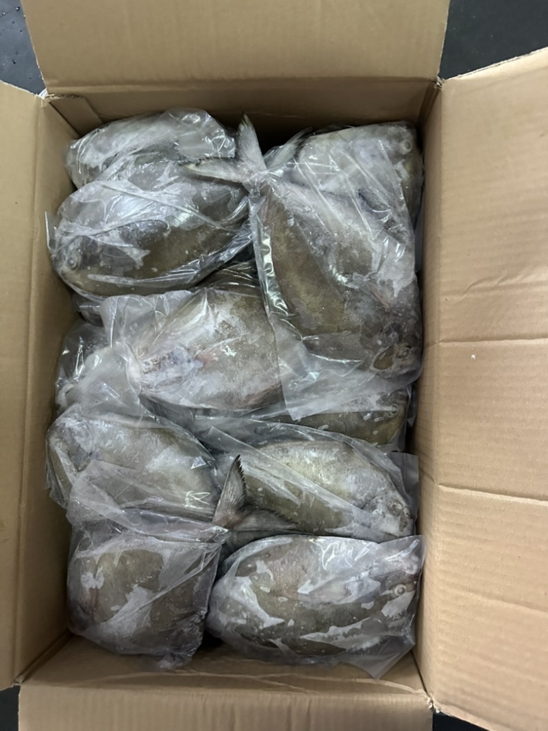 黑鲳青背黑鲳300/500。200/300