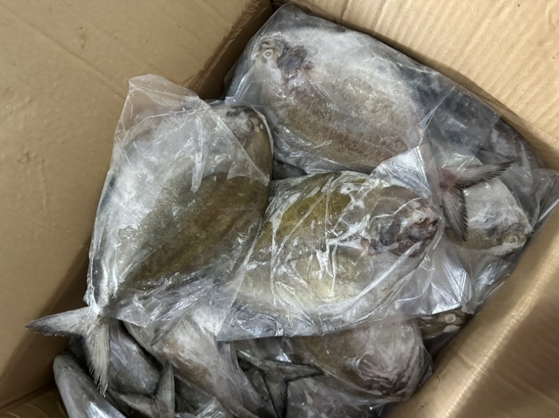 黑鲳青背黑鲳300/500。200/300