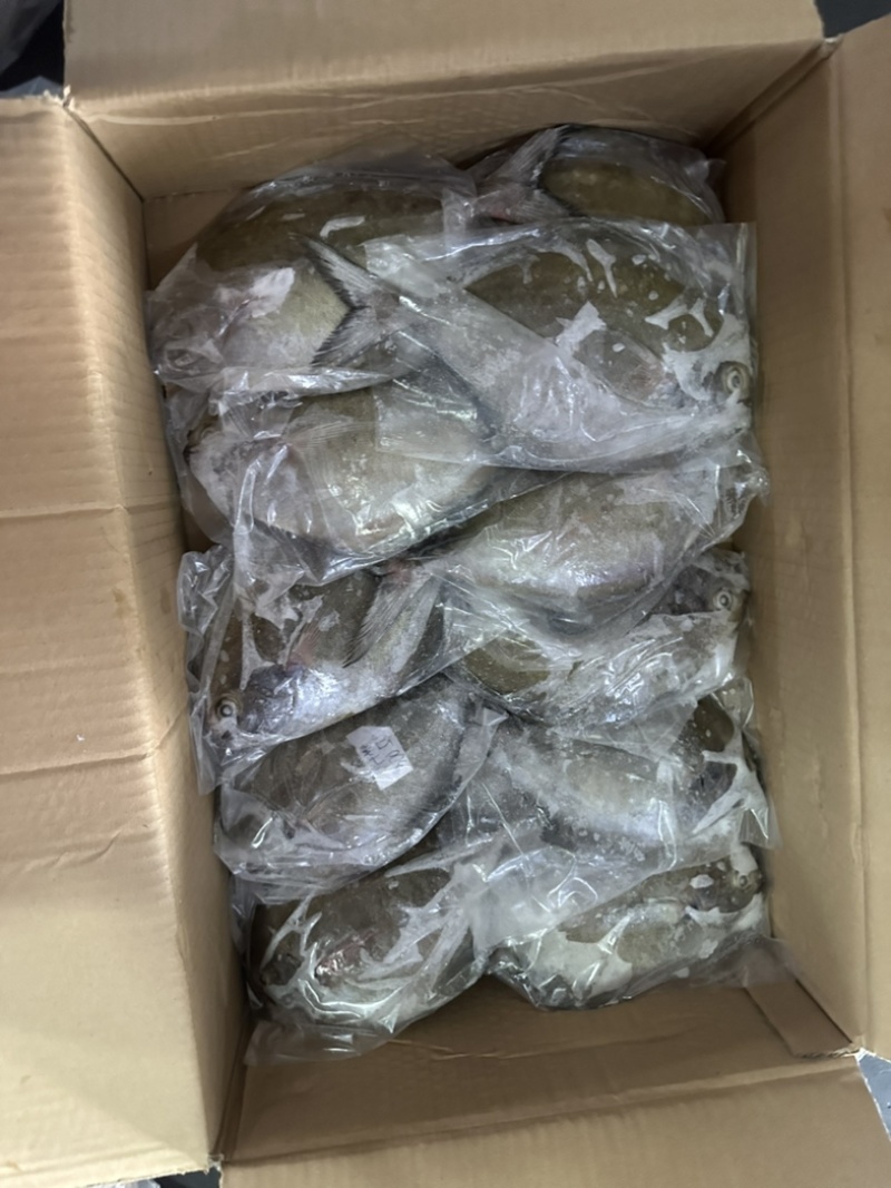 黑鲳青背黑鲳300/500。200/300