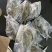 黑鲳青背黑鲳300/500。200/300