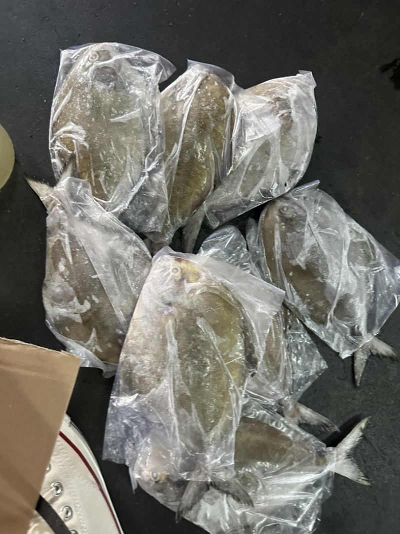 黑鲳青背黑鲳300/500。200/300