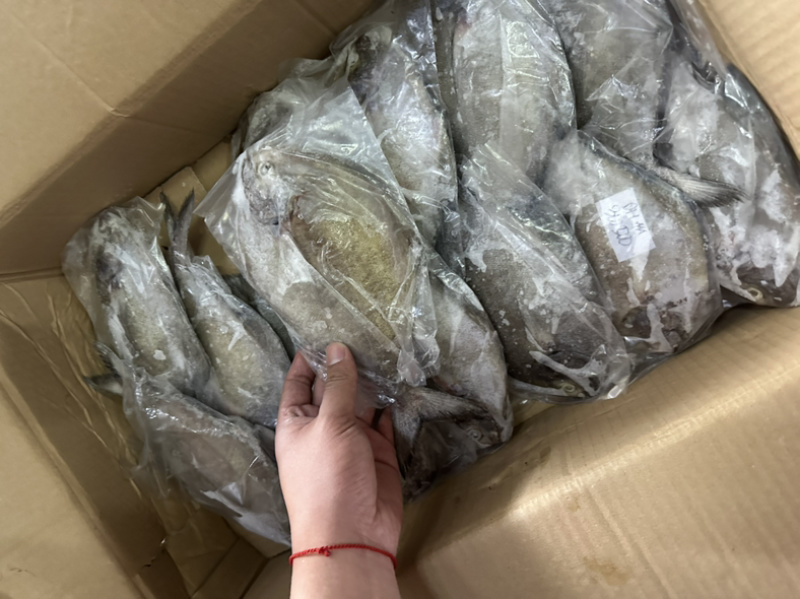 黑鲳青背黑鲳300/500。200/300