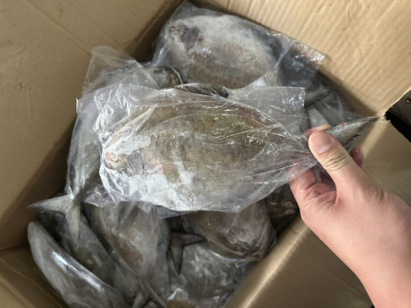 黑鲳青背黑鲳300/500。200/300