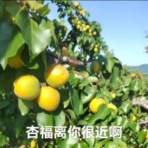 金太阳杏