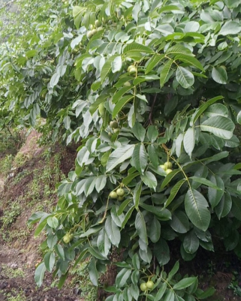 树河核桃
