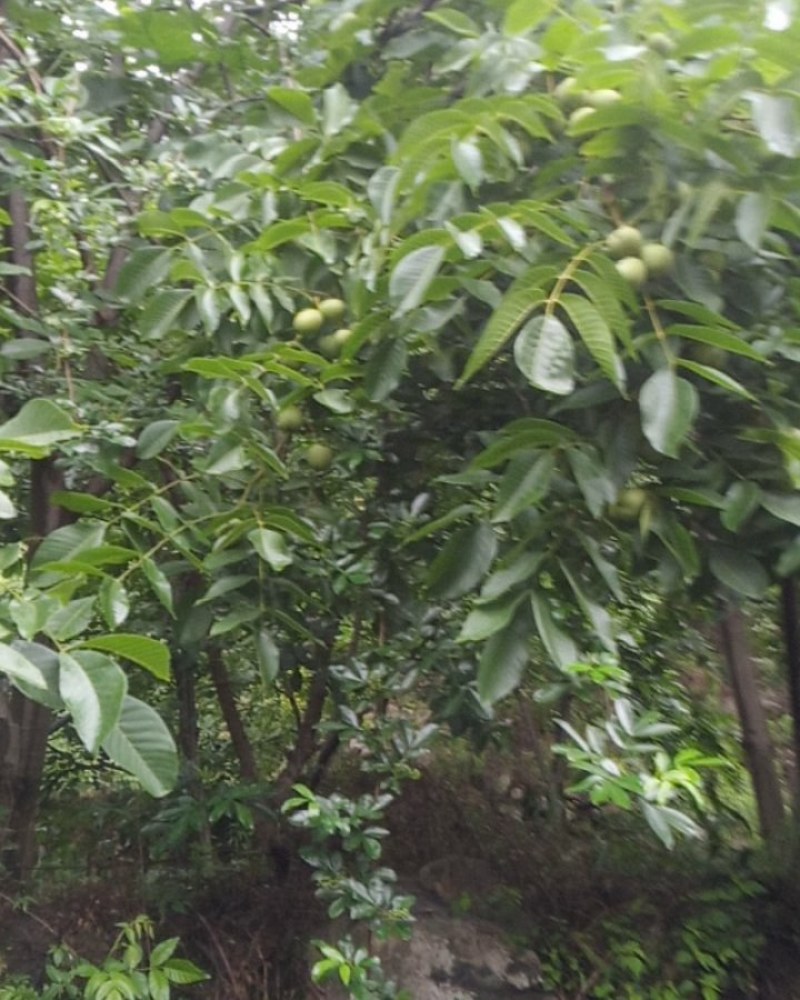 树河核桃