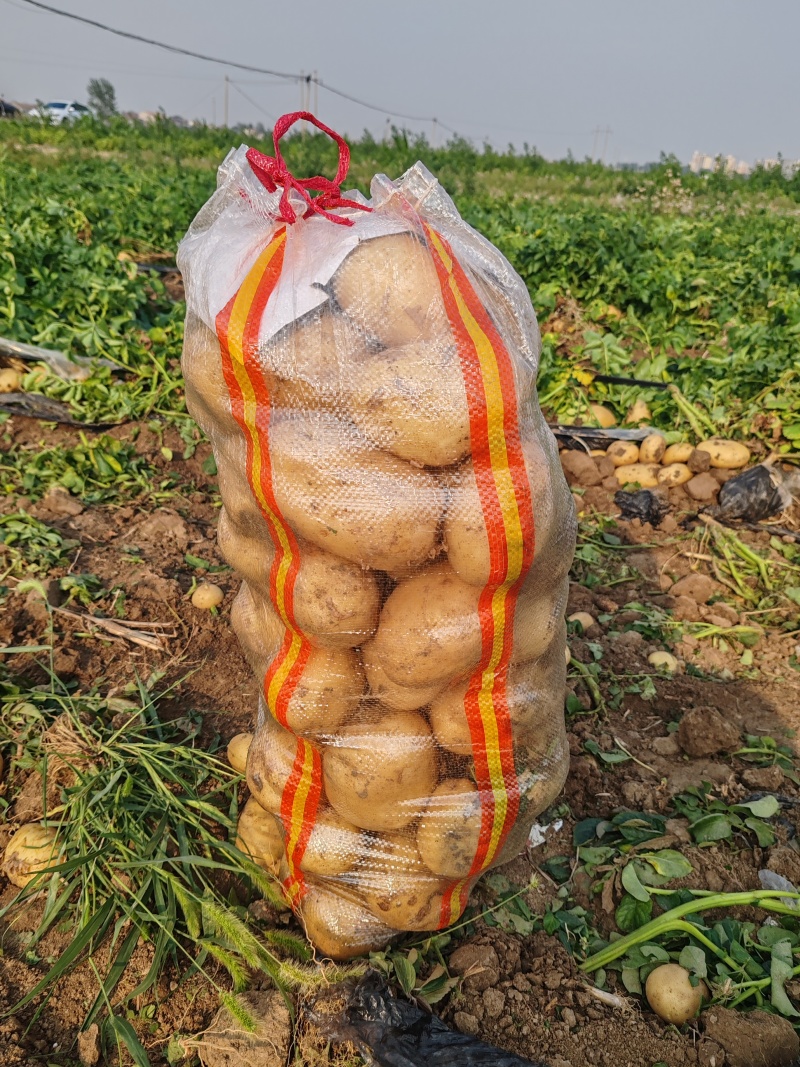 精品黄心土豆万亩基地量大从优欢迎各位老板前来采购