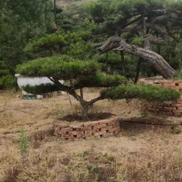 选造型松来济南，自然园林造型油松造型黑松迎客松庭院松