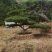 选造型松来济南，自然园林造型油松造型黑松迎客松庭院松