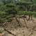 选造型松来济南，自然园林造型油松造型黑松迎客松庭院松