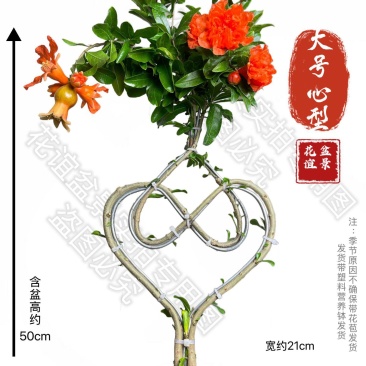 石榴树苗，基地直发，品种齐全，品种造型石榴树苗，欢迎实地