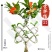 石榴树苗，基地直发，品种齐全，品种造型石榴树苗，欢迎实地