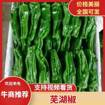 万亩金乡精品辣妹子辣椒大量供应产地直销，合作共赢