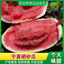 【红双瓤】精品红双瓤金城五号西瓜个头大毛皮亮品质保证