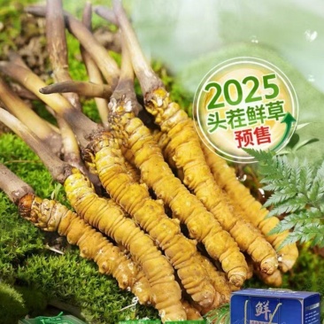 冬虫夏草
