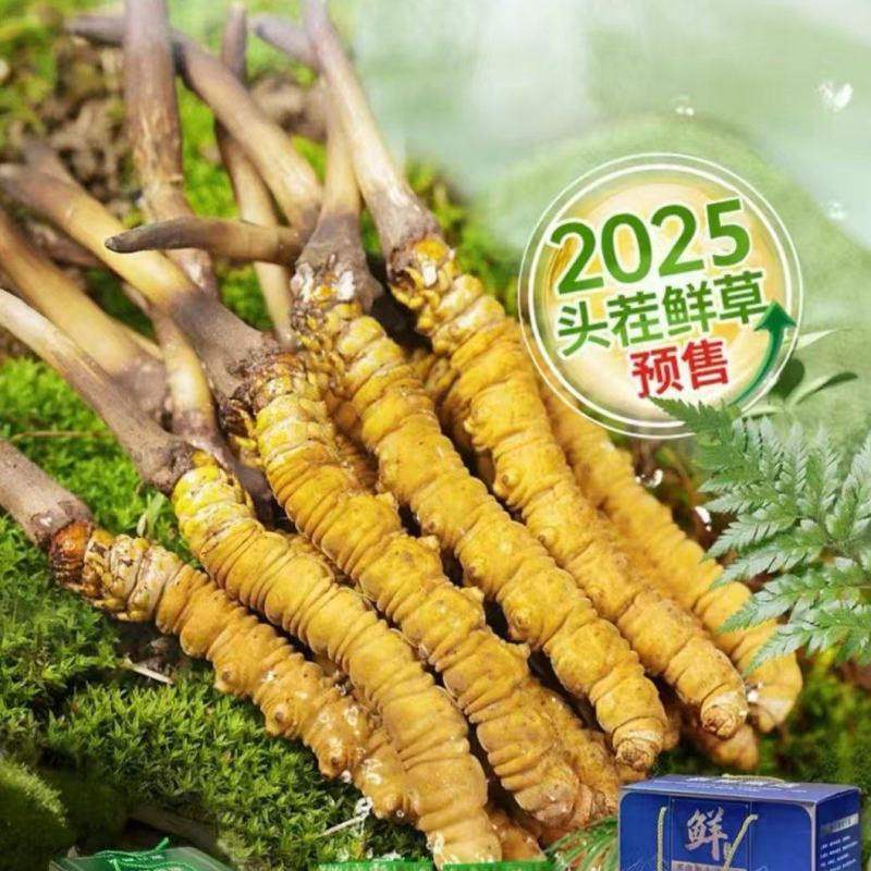 冬虫夏草
