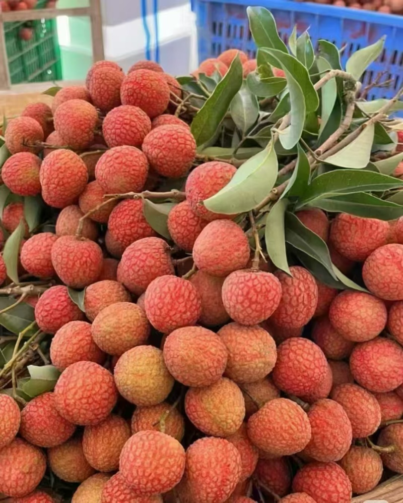 广东高州白糖罂荔枝大量上市，产地直发货源充足，欢迎选购