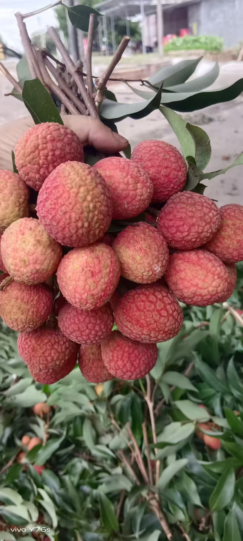 广东高州白糖罂荔枝大量上市，产地直发货源充足，欢迎选购
