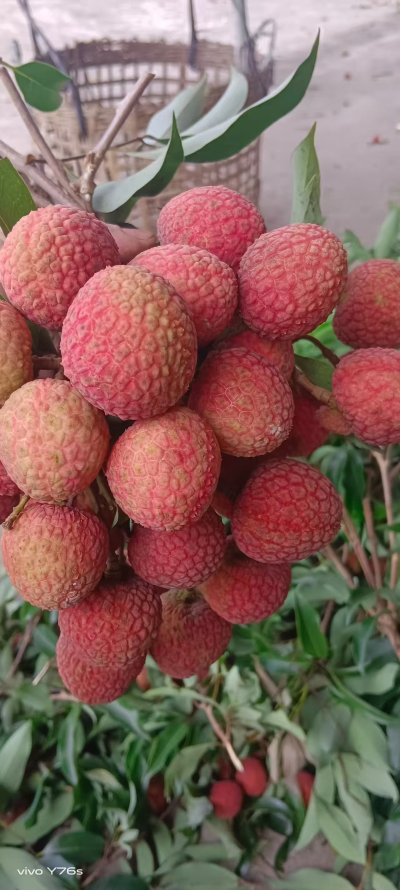广东高州白糖罂荔枝大量上市，产地直发货源充足，欢迎选购