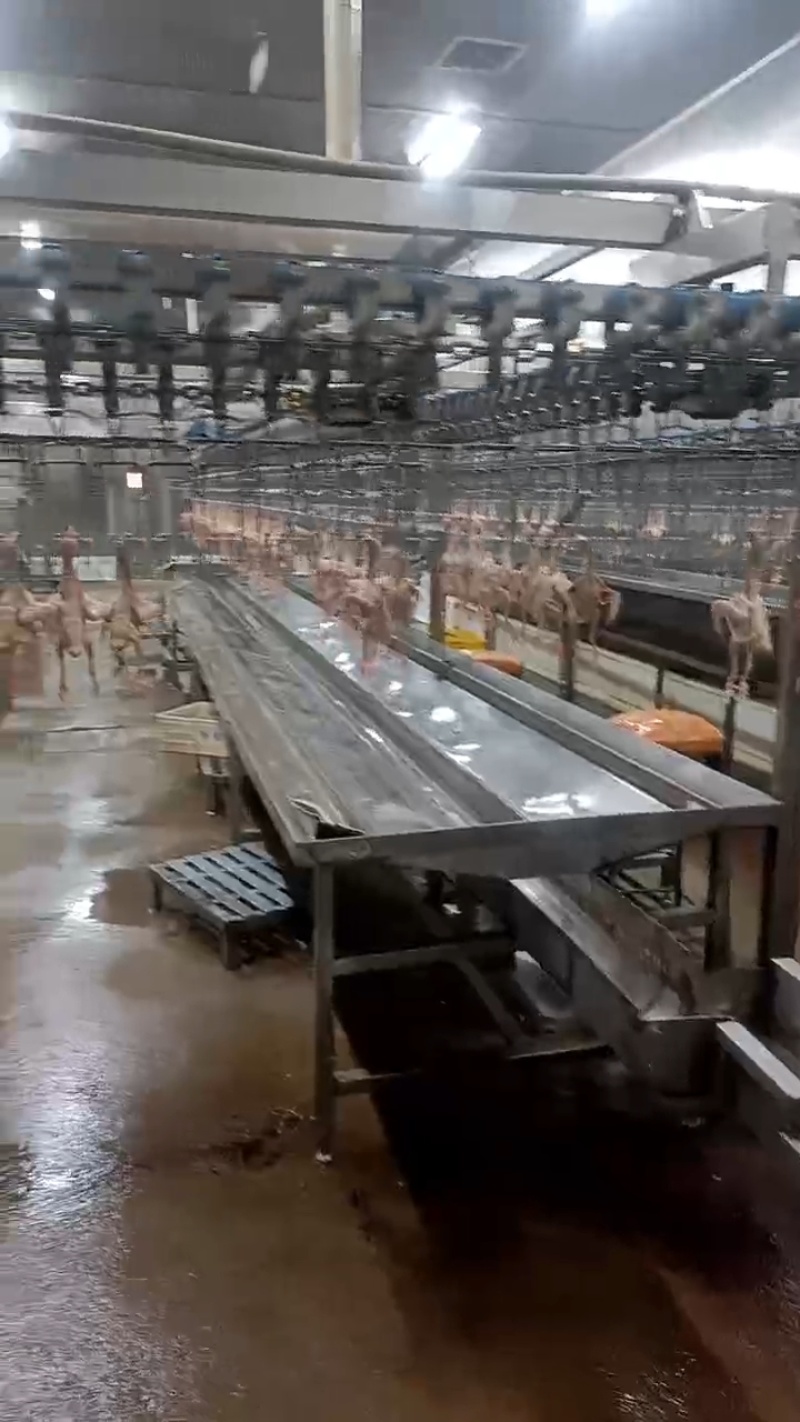 精品全净膛冰鲜乳鸽，红烧盐焗专用一手货源厂家直销质量保证