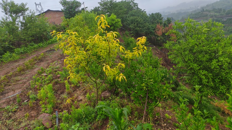 山地出租