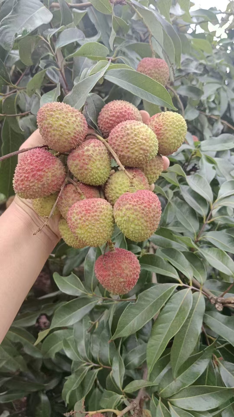 高州精品妃子笑荔枝，大量上市货源充足，个大味甜欢迎选购