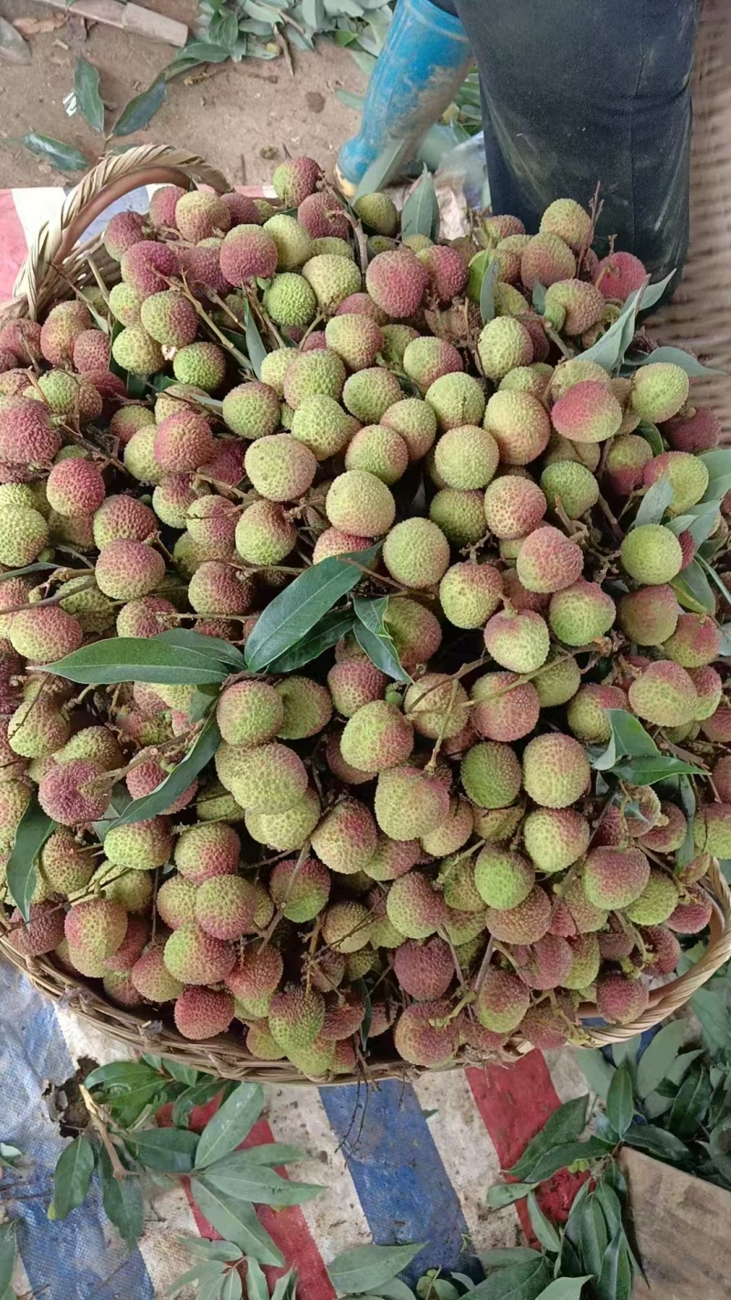 高州精品妃子笑荔枝，大量上市货源充足，个大味甜欢迎选购